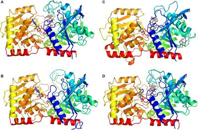 Crystal Structures of the Catalytic Domain of Arabidopsis thaliana Starch Synthase IV, of Granule Bound Starch Synthase From CLg1 and of Granule Bound Starch Synthase I of Cyanophora paradoxa Illustrate Substrate Recognition in Starch Synthases